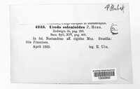 Dicheirinia solenioides image
